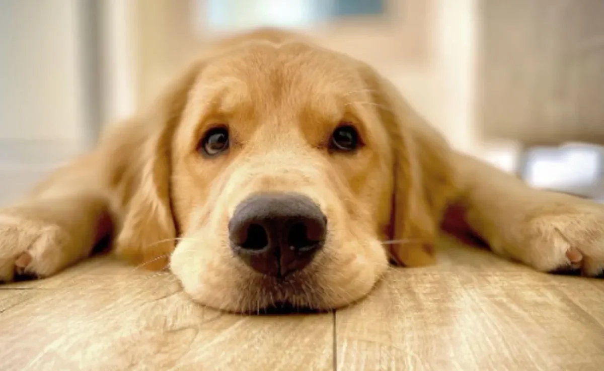 O Golden Retriever Joca infelizmente faleceu por causa de uma parada cardiorrespiratória (Créditos: Instagram/jocagoldenr)