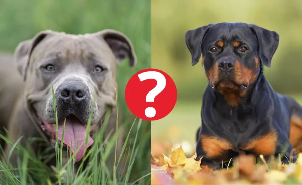 O Pitbull e o Rottweiler são cães com uma força incrível, mas não desbancam o cachorro com a mordida mais forte do mundo