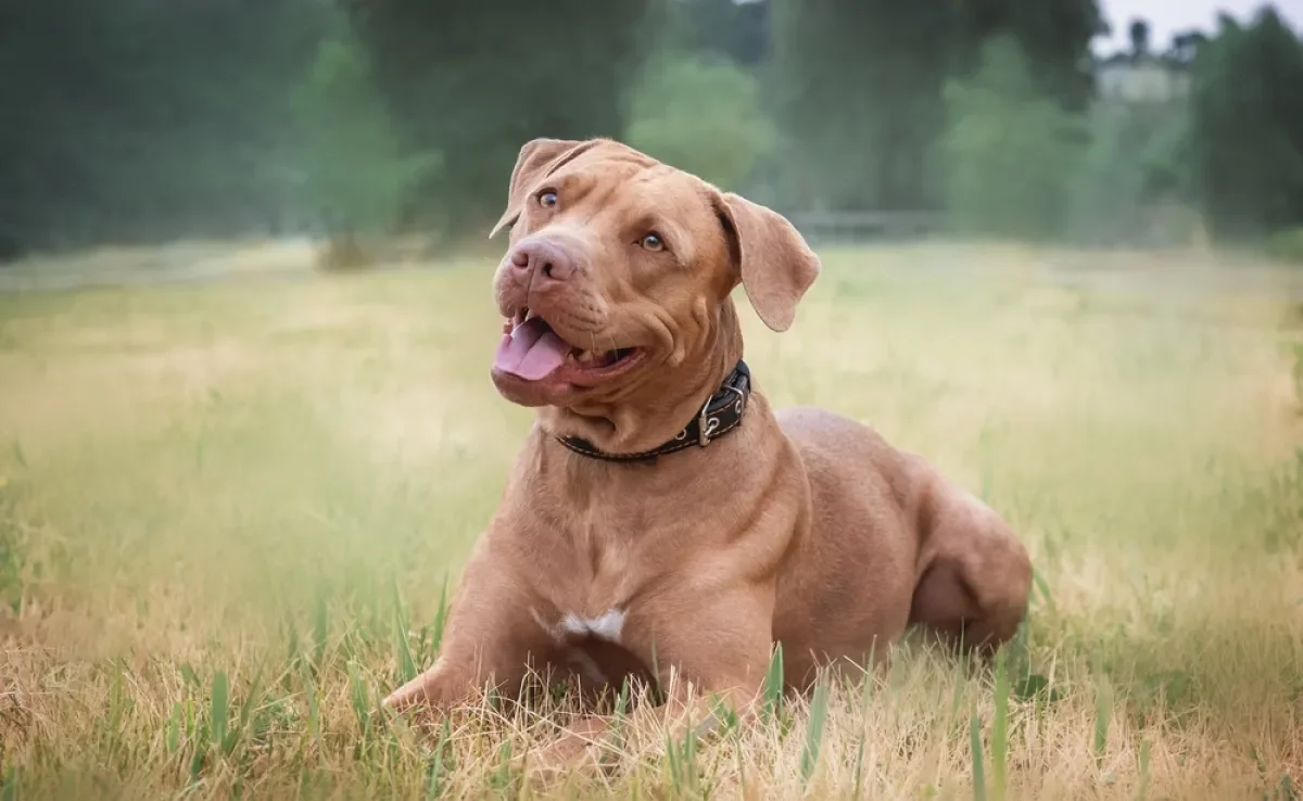 Muitas pessoas confundem os "tipos de Pitbull"