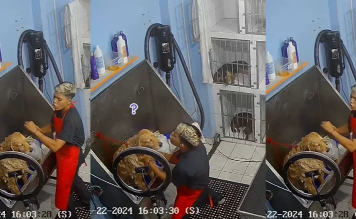 Durante banho e tosa em pet shop, Golden Retriever recebe show do tosador (Créditos: TikTok/@carajitoloco9)