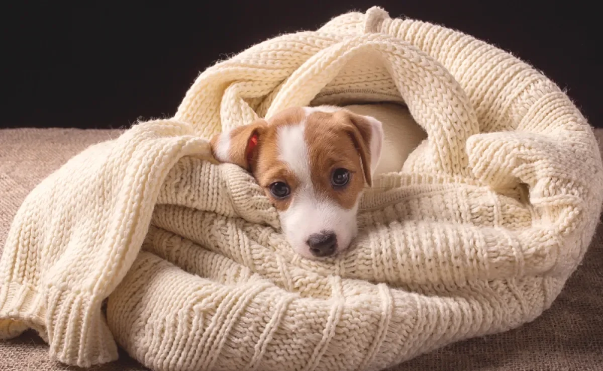 O cachorro sente frio quando a temperatura baixa e precisa de cuidados especiais