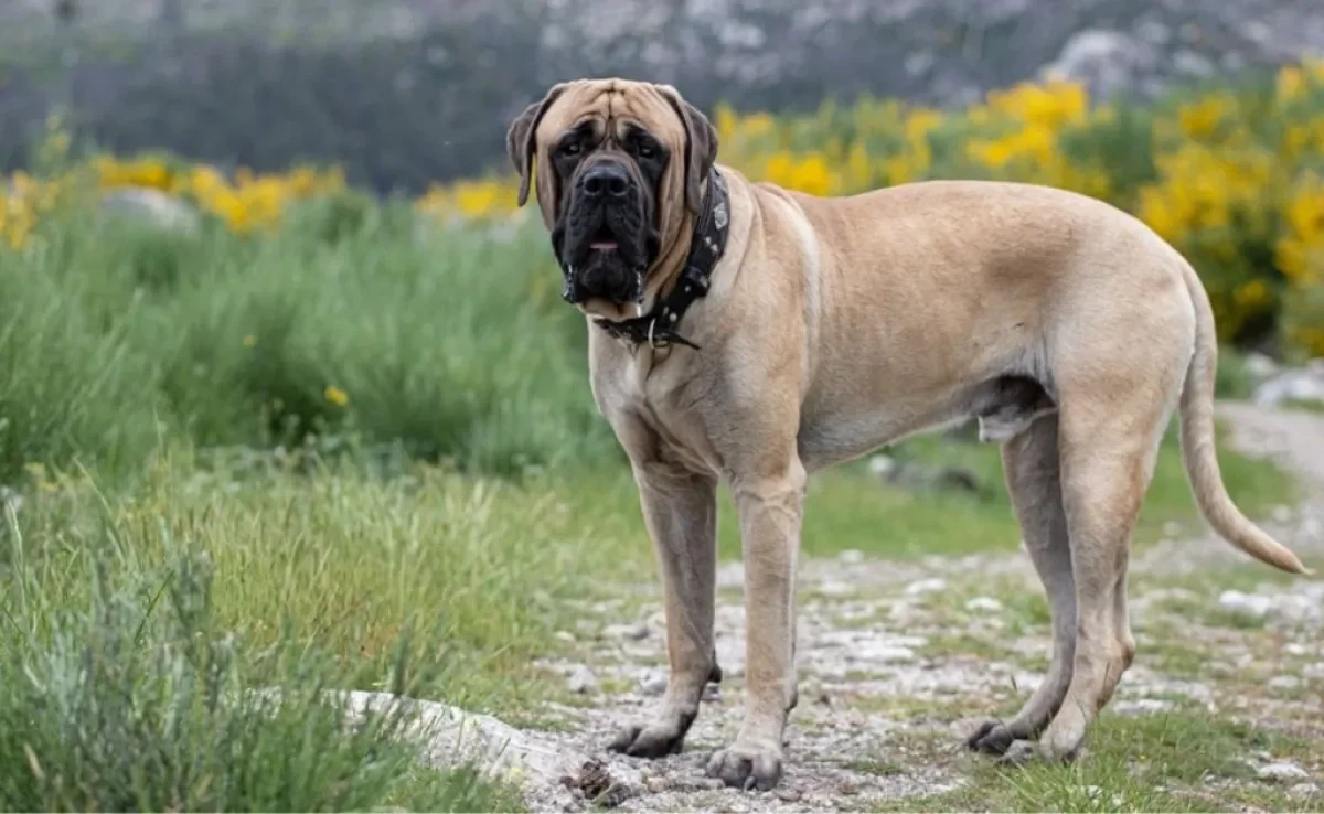 Os cachorros com a mordida mais forte do mundo podem te surpreender