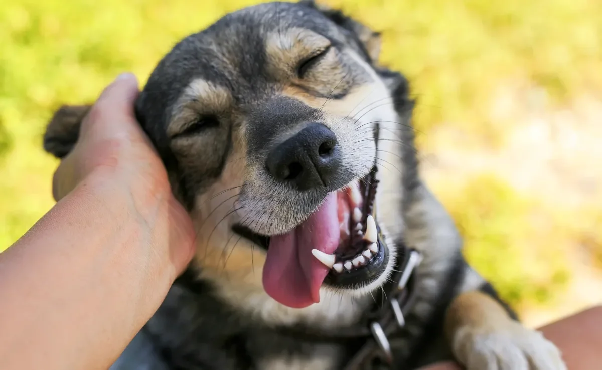 O dente de cachorro revela qual é a idade do peludo 