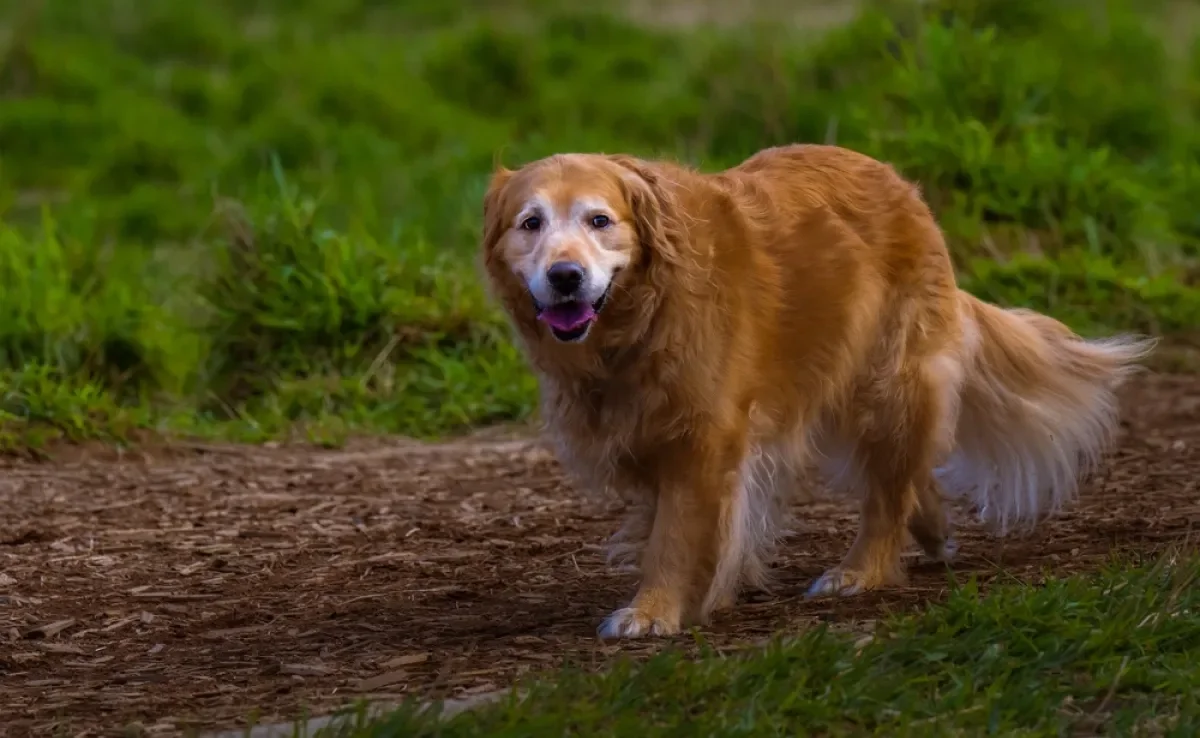 A expectativa de vida do cachorro vai depender dos cuidados que ele recebe ao longo da vida