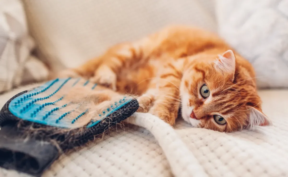  Confira algumas dicas para evitar o pelo de gato caindo por toda a casa