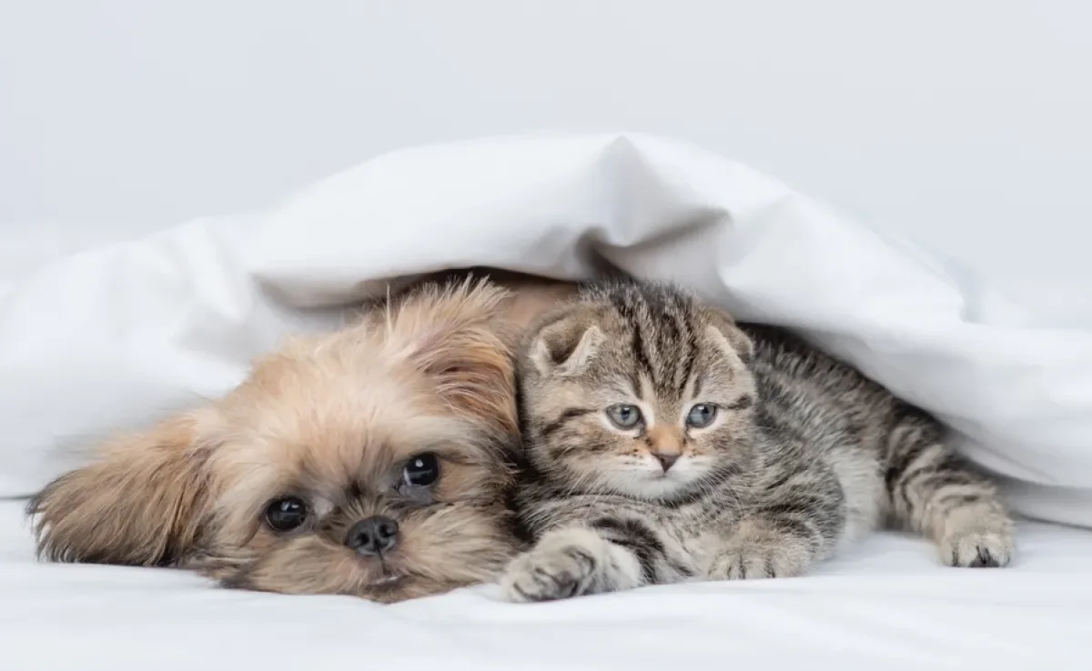 Adotar cachorro ou gato exige um certo planejamento financeiro 