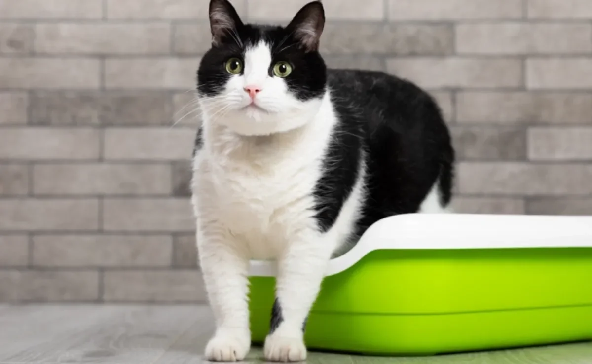 O gato correndo depois de usar a caixa de areia pode ter diferentes significados