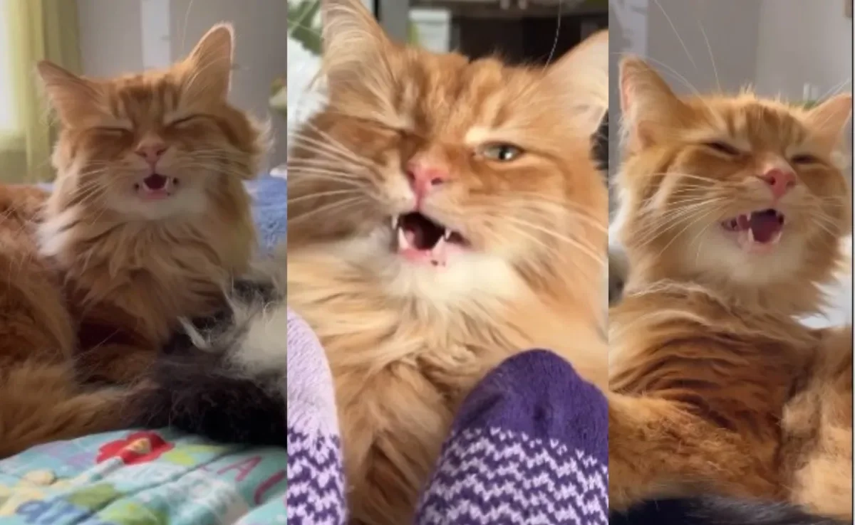 Gato deixou a internet intrigada ao reagir de forma estranha a alguns cheiros (Créditos: Instagram/ @theoreocatofficial)