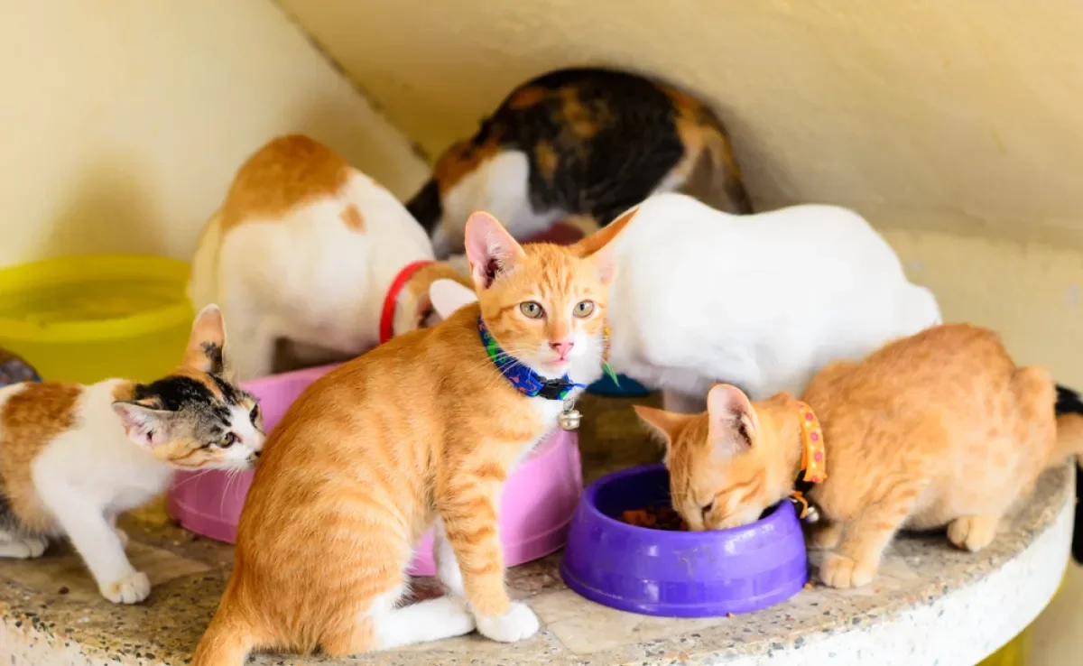 A cor de gato está intimamente ligada ao comportamento do bichano