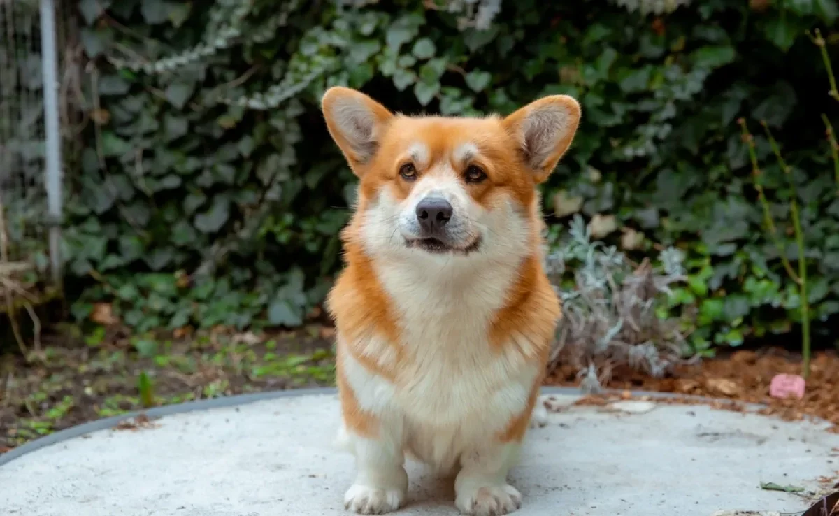 Para ter um Corgi, preço varia de acordo com as características físicas e genéticas do animal