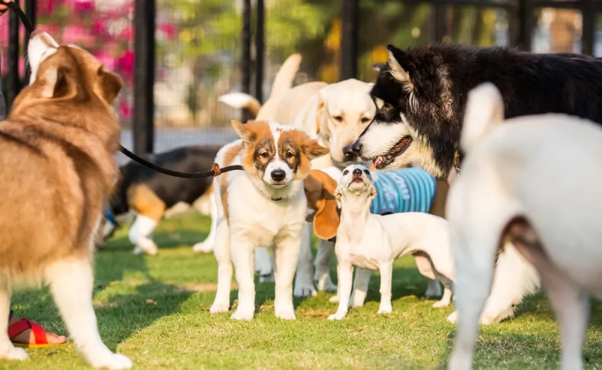 A creche para cachorro é uma ótima opção para cães que têm muita energia para gastar