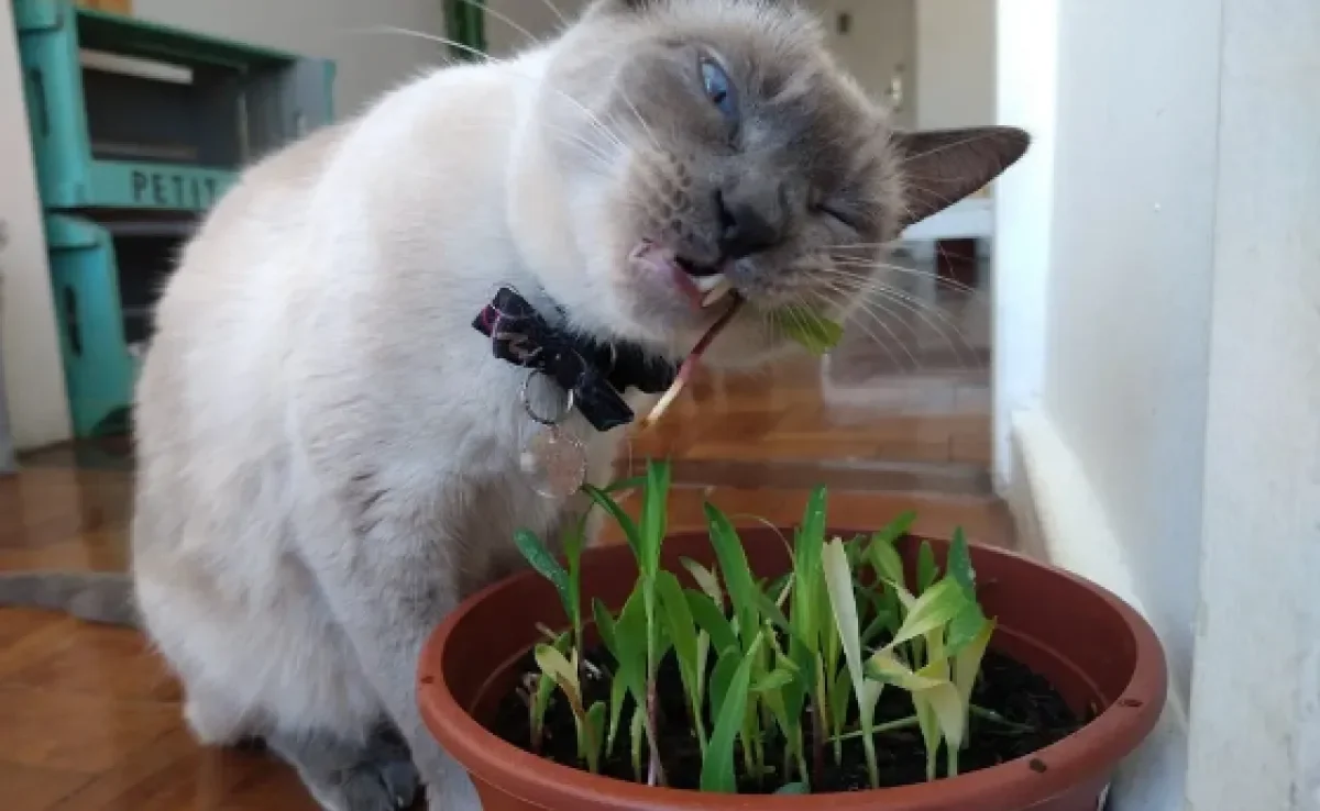 A grama de gato é ótima para a saúde dos felinos