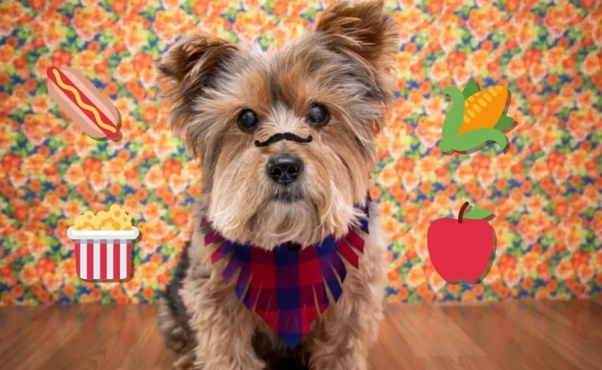 Saber o que o cachorro pode comer nas festas juninas é fundamental para cuidar da saúde do pet