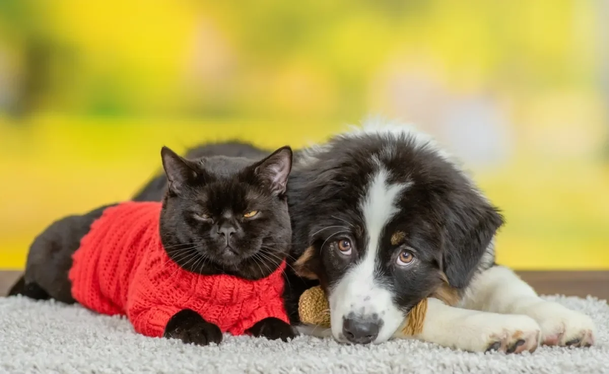 Alguns produtos pet prometem fazer bem, mas tem o efeito contrário