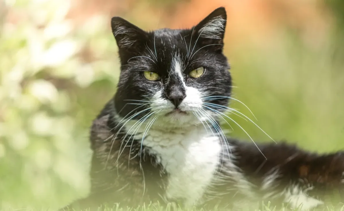 As diferentes cores de gatos carregam significados especiais