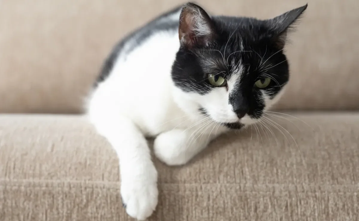 O gato solta gases, mas normalmente não é barulhento nem mau cheiroso