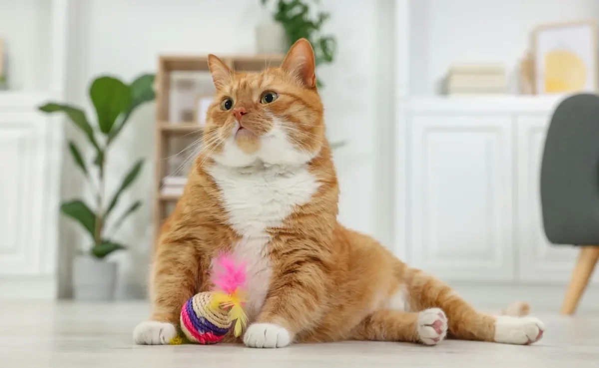 Há muitas opções de brinquedos para gatos que ajudam o animal a se exercitar