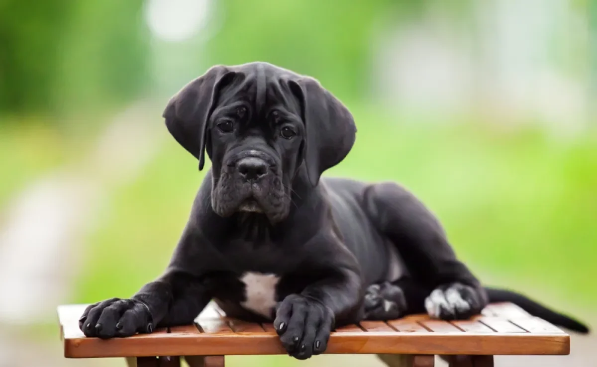 O preço do Cane Corso filhote varia, mas não é dos mais caros