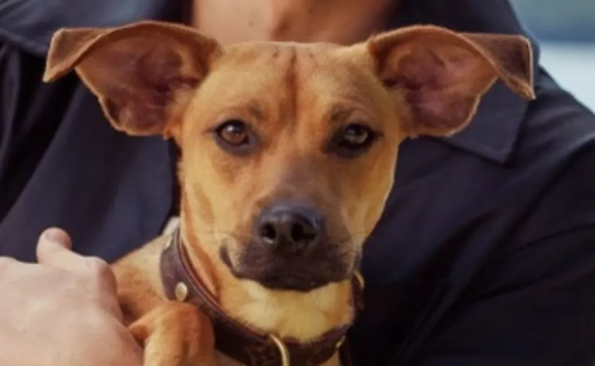 O cachorro caramelo faz tanto sucesso que ganhou até filme (Créditos: Divulgação)