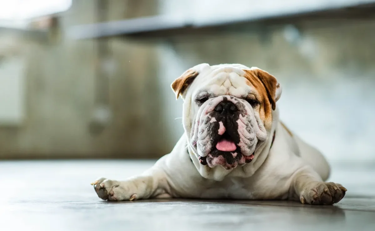 O cachorro com calor pode ficar com a língua de fora