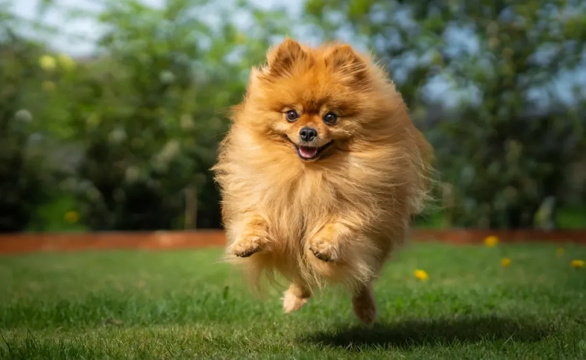 Como deixar o cachorro feliz? Hábito simples e prático melhora - e muito - o humor o deu pet