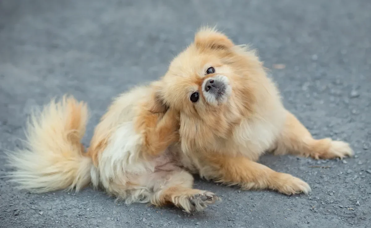 A alergia em cachorro pode ser causada por várias coisas