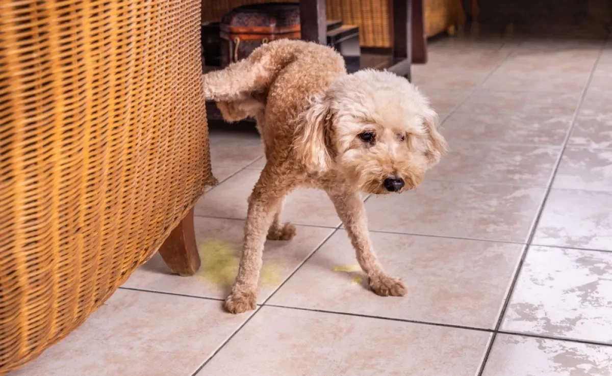 O cachorro fazendo xixi no lugar errado pode acontecer por diferentes razões