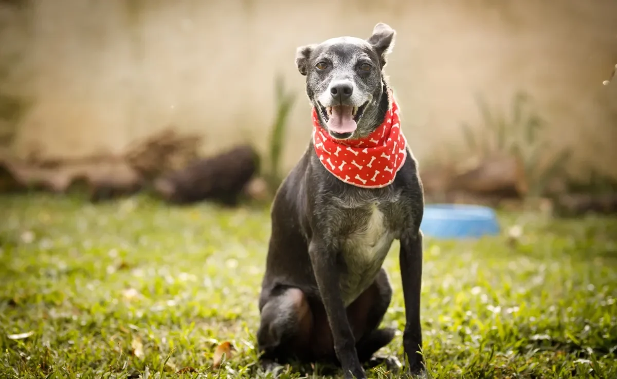 O adestramento de um cachorro idoso exige mais cuidados de um filhote