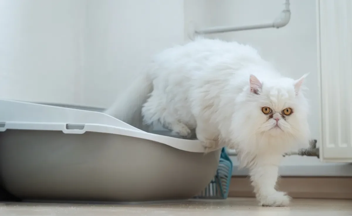 Descubra segredo para acabar de vez com o gato fazendo xixi no lugar errado!