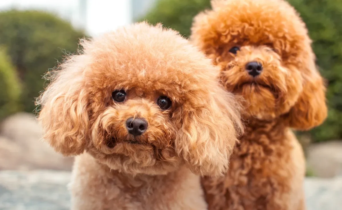 O cachorro Poodle pode ter diferentes tamanhos