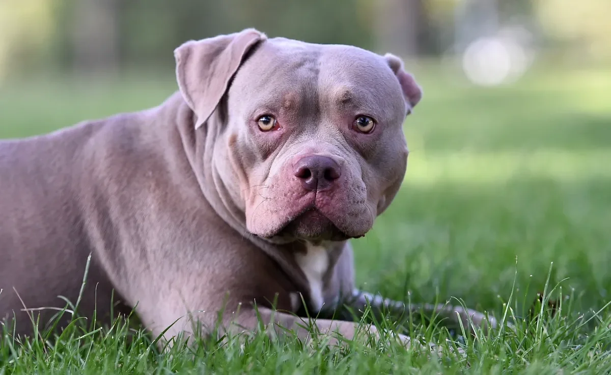 O American Bully é um cachorro forte e imponente com vários tamanhos