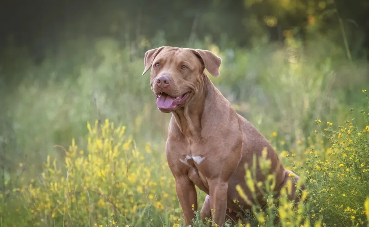 Existem vários tipos de Pitbull, por isso é importante saber como reconhecê-los