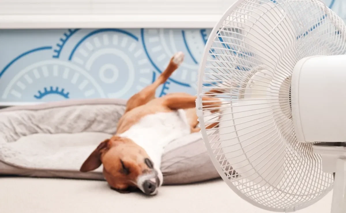 Para não deixar o cachorro com calor, siga algumas dicas