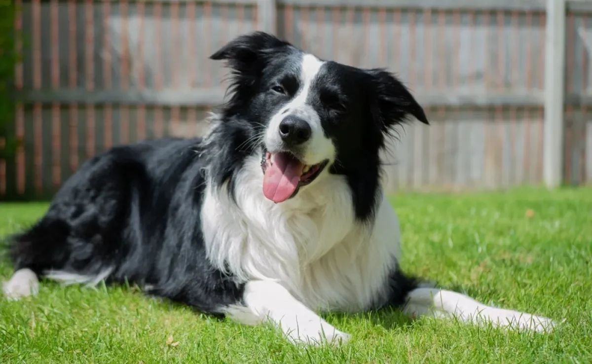 As raças de cachorro mais inteligentes do mundo apresentam uma característica física bem peculiar