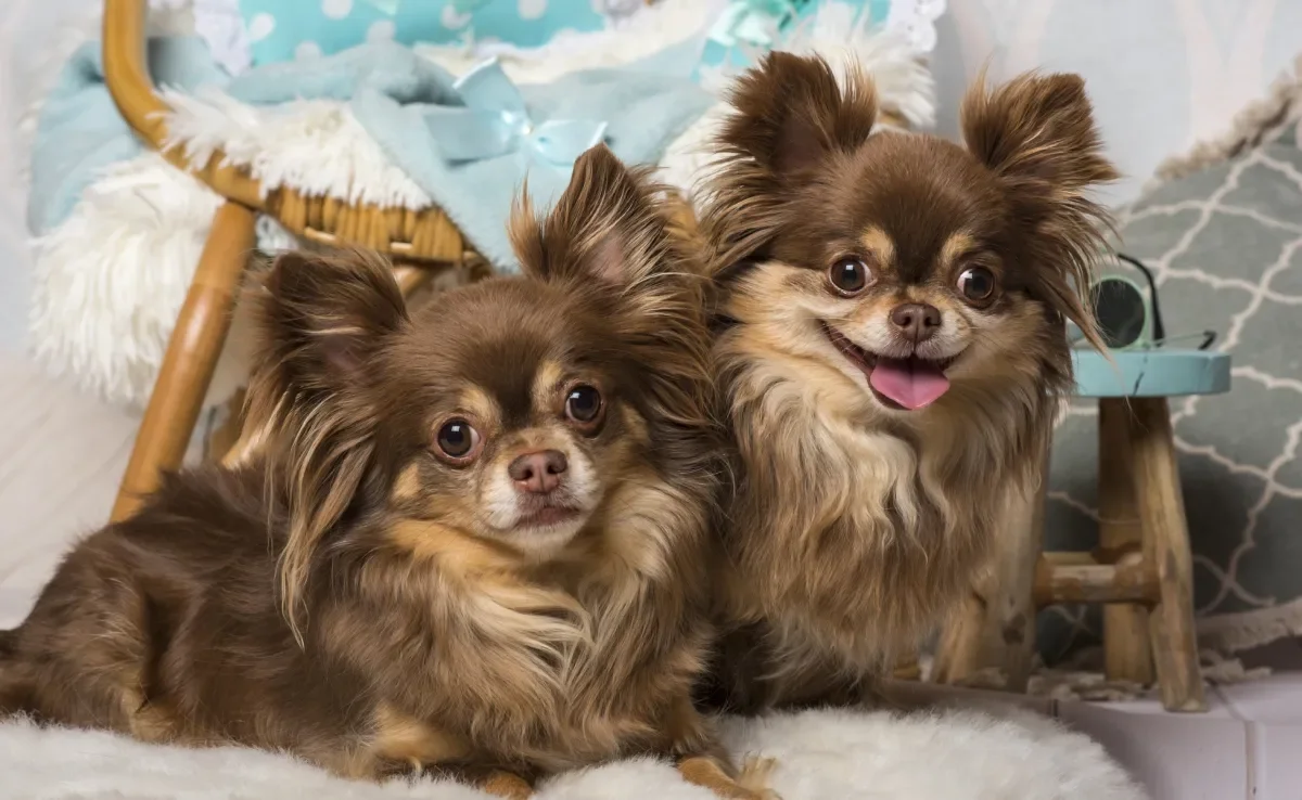 Os cachorros de porte pequeno precisam de alguns cuidados essenciais com sua saúde e bem-estar