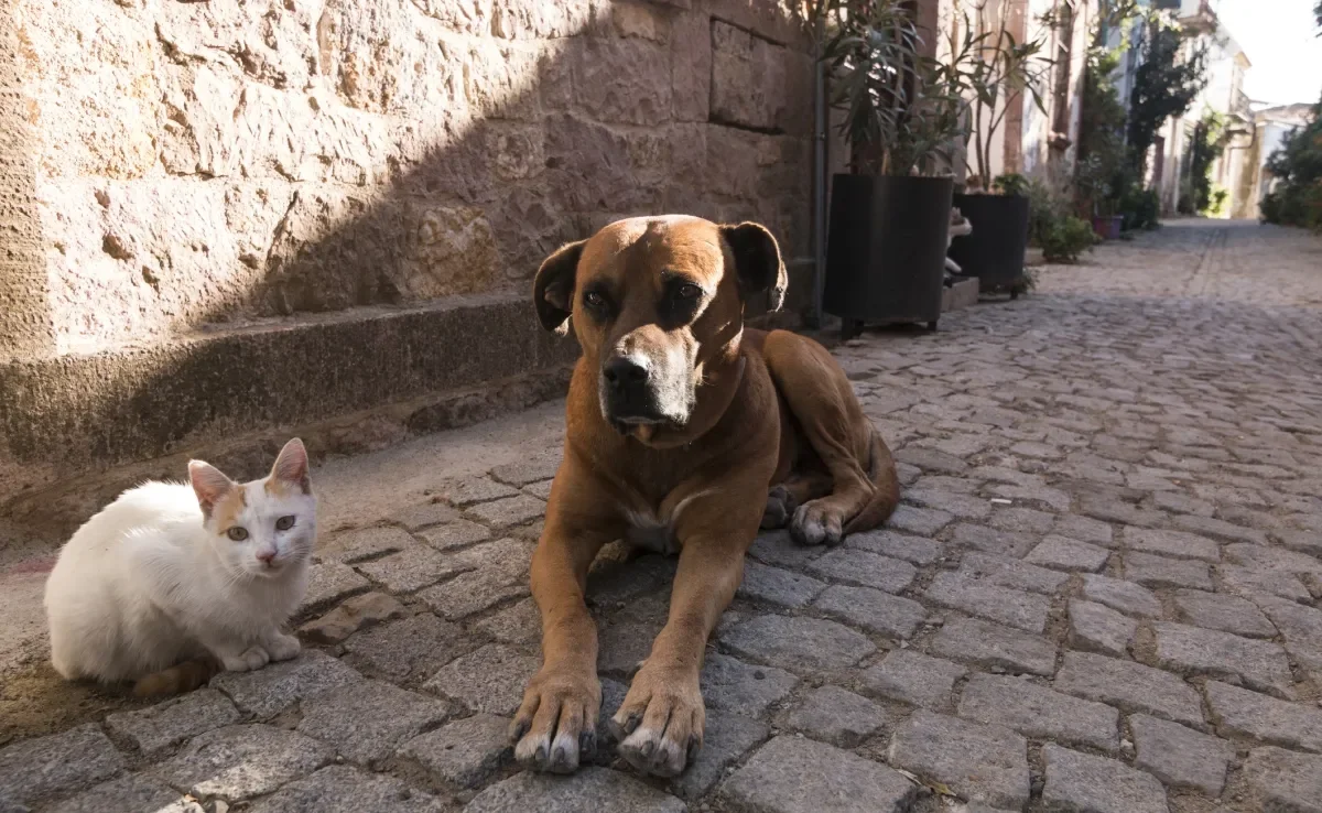 Cientistas acreditam que o campo magnético da Terra tem influência em cães e gatos