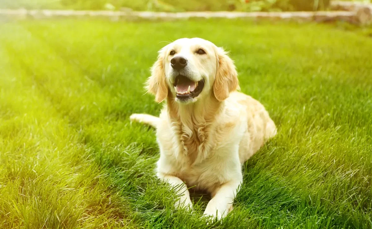O uso de protetor solar para cachorro é indispensável nos passeios