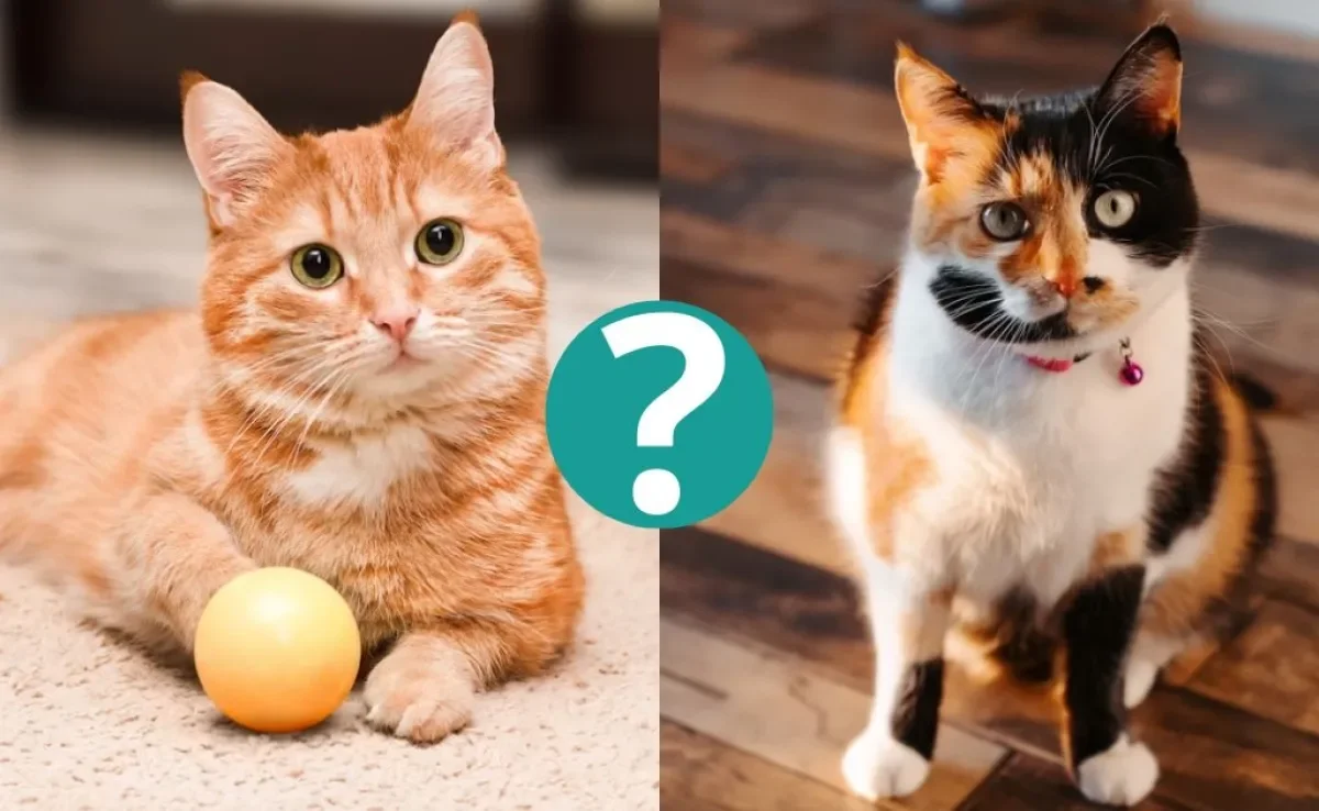As cores de gato mais raras vão te surpreender