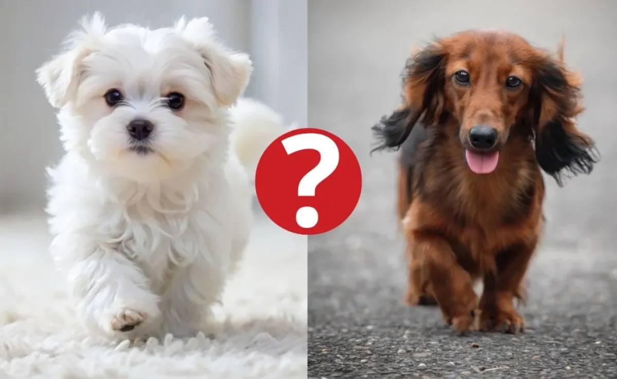 Algumas cores de cachorros são bem difíceis de encontrar