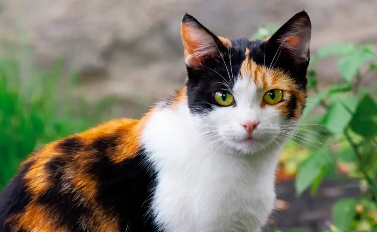 Existem algumas formas de como saber se o gato é fêmea pela cor