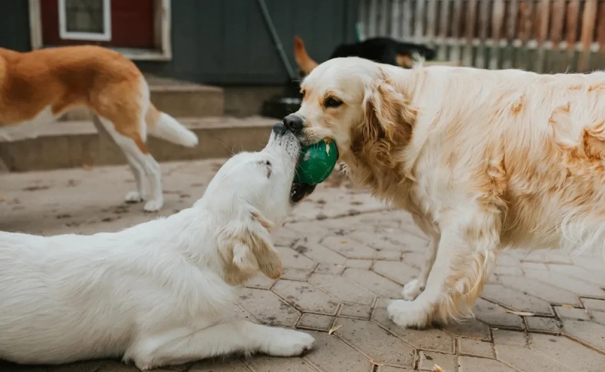 A creche para cachorro é o espaço ideal para gastar a energia e socializar cães