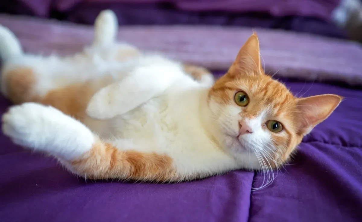 A pelagem de um gato bicolor é formada pela genética, e esses pets têm várias curiosidades