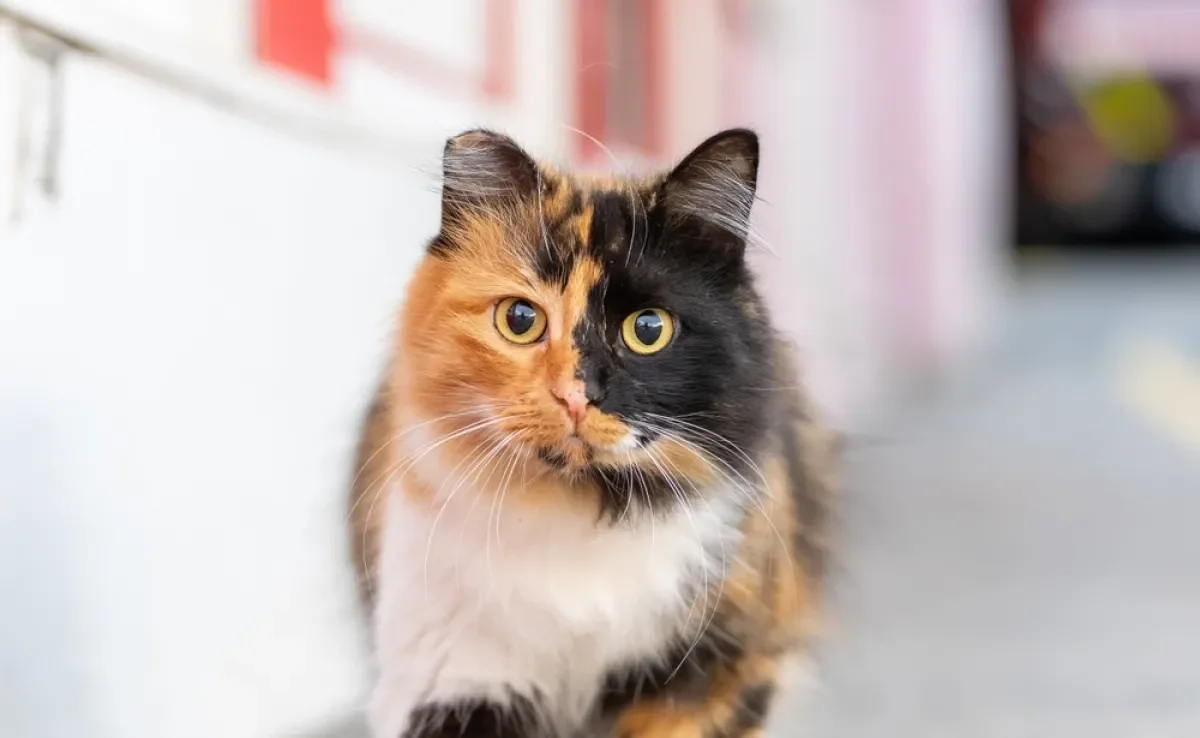 O gato tricolor esconde muitas particularidades