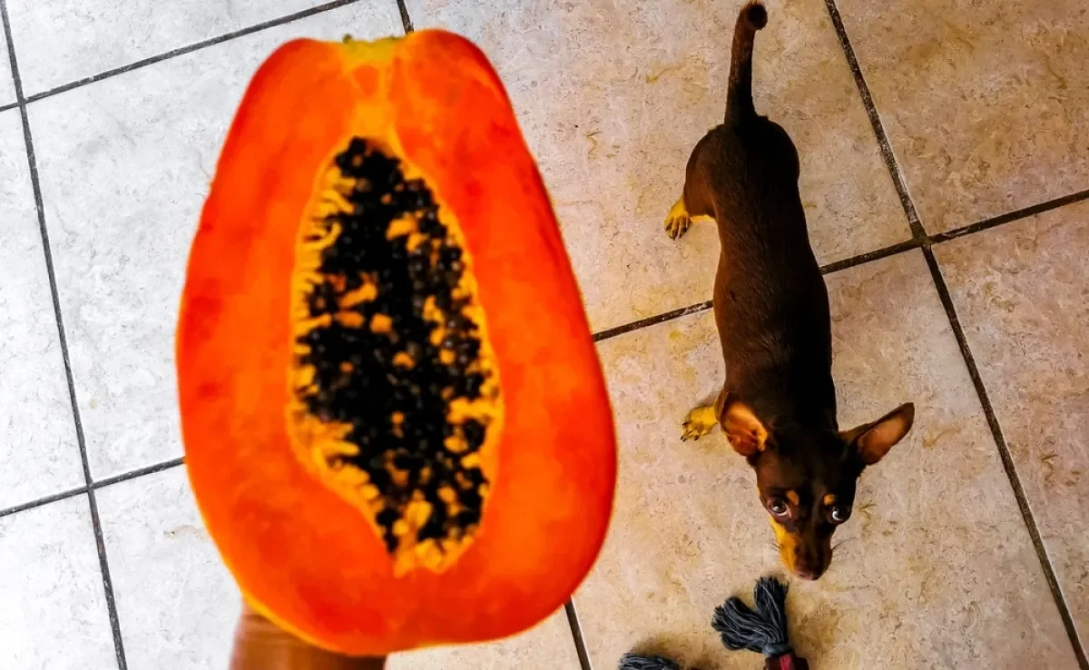 O mamão para cachorro é uma das frutas liberadas