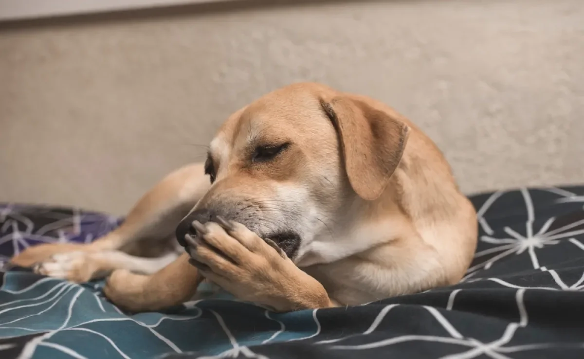 O motivo porque o cachorro lambe a pata pode ser bem variado