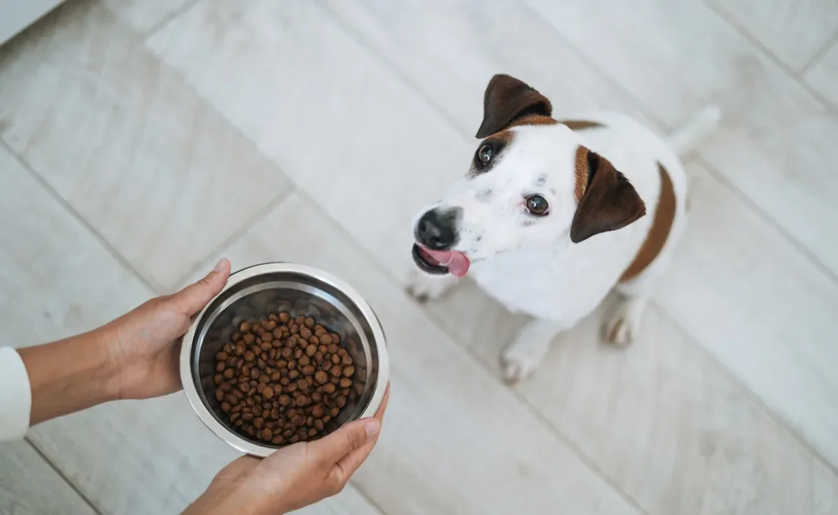 A ração de cachorro exige alguns cuidados importantes na hora da escolha