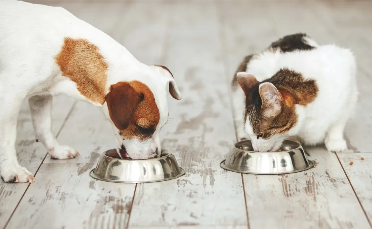 Com uma boa ração para cachorro e gato, é possível amenizar a caquexia