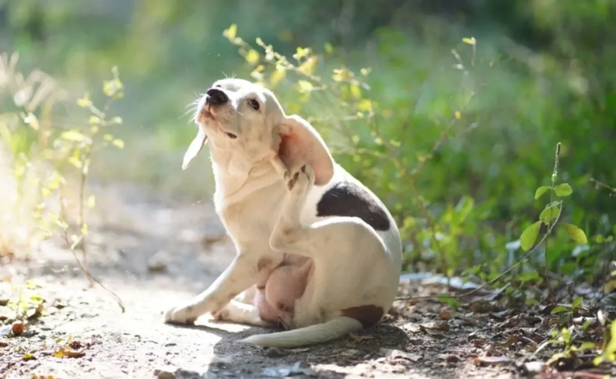Os tipos de carrapato costumam afetar seriamente a saúde dos pets