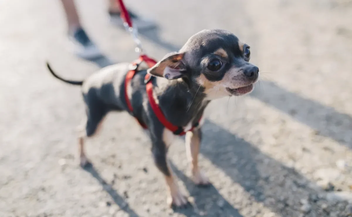 Vários motivos podem deixar um cachorro tremendo, incluindo problemas de saúde