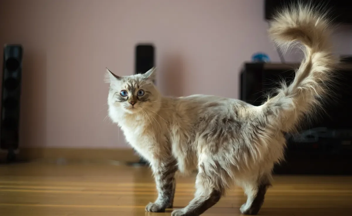 Gato com dor na parte traseira pode ser sinal de problemas graves